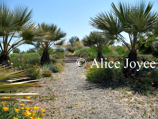 Alice S Garden Travel Buzz