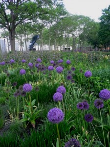 Swathes of Alliums Bosque Garden (The Battery Conservancy photo)