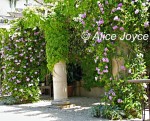 Chateau St Jean Pergola Photo © Alice Joyce