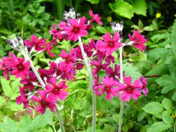 Cothay Manor Gardens Primulas (Alice Joyce photo)